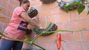 Imagem da notícia - Moradores do Prosamim são incentivados a embelezar os parques residenciais com jardins 